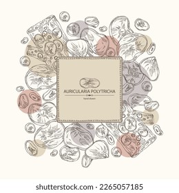 Background with auricularia polytricha: piece of auricularia mushroom, auricularia polytricha mushrooms. Vector hand drawn mushroom illustrations