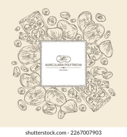 Antecedentes con auricularia polytricha: trozo de hongo auricularia, auricularia politricha hongos. Ilustraciones de hongos dibujadas a mano por vectores