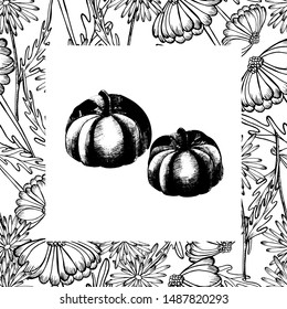 Background with autumn chrysanthemum flowers and pumpkin, fields, hand draws with ink. Large chrysanthemums of different shapes, pumpkin liner in vintage style. Isolated design for wallpaper, textile.