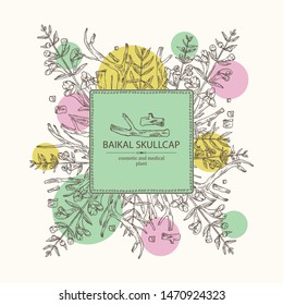 Background with baikal skullcap: baikal skullcap flowering branch and root. Cosmetic and medical plant. Vector hand drawn illustration.