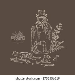 Background with baikal skullcap flowering branch, root and bottle of baikal skullcap essential oil. Cosmetic, perfumery and medical plant. Vector hand drawn illustration.