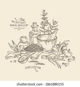 Background with baikal skullcap: baikal skullcap flowering branch and root, soap and bath salt . Cosmetic and medical plant. Vector hand drawn illustration. 