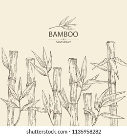 Background with bamboo: bamboo stalk and leaves. Vector hand drawn illustration.