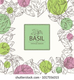 Background with basil:leaf and plant. Vector hand drawn illustration