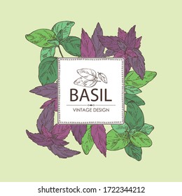 Background with basil:leaf and plant. Vector hand drawn illustration