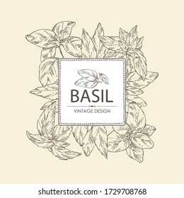Background with basil:leaf and plant. Vector hand drawn illustration