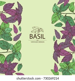 Background with basil:leaf and plant. Vector hand drawn illustration