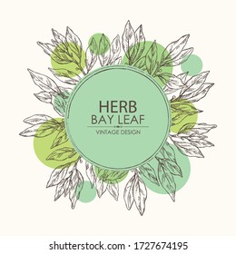 Background with bay leaf: branch and leaves. Herbs and spices. Vector hand drawn illustration