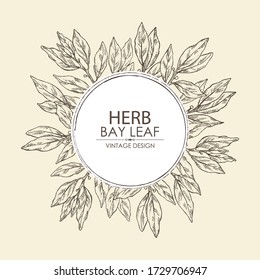 Background with bay leaf: branch and leaves. Herbs and spices. Vector hand drawn illustration