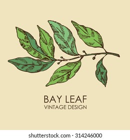 Background  with  bay leaf , hand drawn 