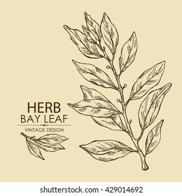 Background with  bay leaf. hand drawn