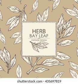 Background with bay leaf. hand drawn