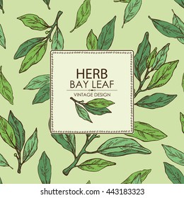 Background with bay leaf. hand drawn