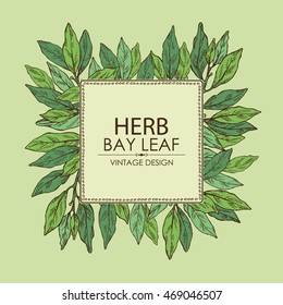 Background with bay leaf. hand drawn