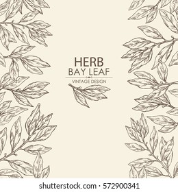 Background with bay leaf. hand drawn
