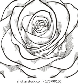 Background with beautiful black and white rose. Hand-drawn contour lines and strokes.
