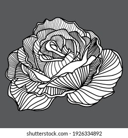 Background with a beautiful black and white rose on a gray color. Hand-drawn contour lines and strokes.