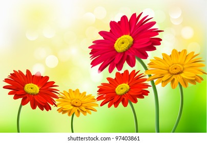 Background with beautiful gerber flowers. Vector.