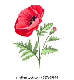 Background with beautiful poppies. Vector illustration.