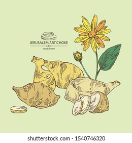 Background with beet: full Jerusalem artichoke and piece of artichoke. Vector hand drawn illustration