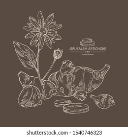 Background with beet: full Jerusalem artichoke and piece of artichoke. Vector hand drawn illustration