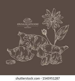 Background with beet: full Jerusalem artichoke and piece of artichoke. Vector hand drawn illustration