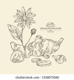 Background with beet: full Jerusalem artichoke and piece of artichoke. Vector hand drawn illustration