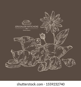 Background with beet: full Jerusalem artichoke and piece of artichoke. Vector hand drawn illustration