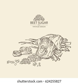 Background with beet sugar: sugar and beet. Hand drawn