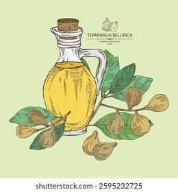 Background with bellirica: terminalia bellirica plant, leaves, fruit and bottle of terminalia bellirica oil. Bibhitaki fruit. Vector hand drawn illustration.