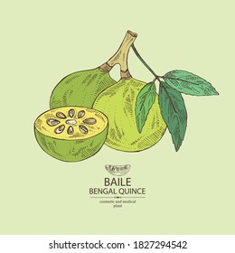 Background with bengal quince: baile fruit and bengal quince slice. Sacred plant. Cosmetic and medical plant. Vector hand drawn illustration