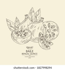 Background with bengal quince: baile fruit and bengal quince slice. Sacred plant. Cosmetic and medical plant. Vector hand drawn illustration