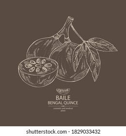 Background with bengal quince: baile fruit and bengal quince slice. Sacred plant. Cosmetic and medical plant. Vector hand drawn illustration