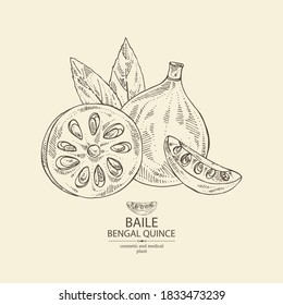 Background with bengal quince: baile fruit and bengal quince slice. Sacred plant. Cosmetic and medical plant. Vector hand drawn illustration