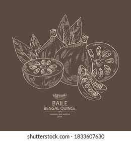 Background with bengal quince: baile fruit and bengal quince slice. Sacred plant. Cosmetic and medical plant. Vector hand drawn illustration