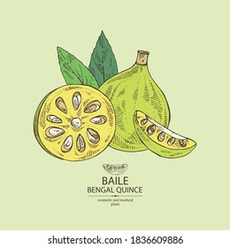 Background with bengal quince: baile fruit and bengal quince slice. Sacred plant. Cosmetic and medical plant. Vector hand drawn illustration