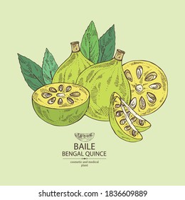 Background with bengal quince: baile fruit and bengal quince slice. Sacred plant. Cosmetic and medical plant. Vector hand drawn illustration