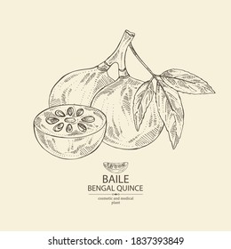 Background with bengal quince: baile fruit and bengal quince slice. Sacred plant. Cosmetic and medical plant. Vector hand drawn illustration