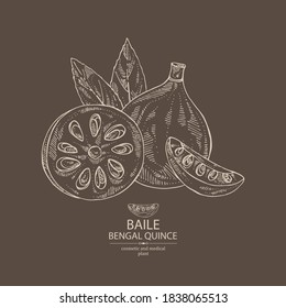 Background with bengal quince: baile fruit and bengal quince slice. Sacred plant. Cosmetic and medical plant. Vector hand drawn illustration