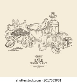 Background with bengal quince: baile fruit, bengal quince slice. Sacred plant. Oil, soap and bath salt . Cosmetics and medical plant. Vector hand drawn illustration