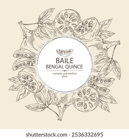 Background with bengal quince: baile fruit and bengal quince slice. Sacred plant. Cosmetic and medical plant. Vector hand drawn illustration