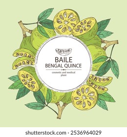 Background with bengal quince: baile fruit and bengal quince slice. Sacred plant. Cosmetic and medical plant. Vector hand drawn illustration