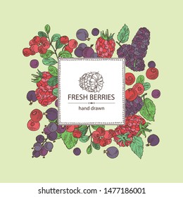 Background with berries: raspberry, mulberry, lingonberries and black currant. Vector hand drawn illustration.