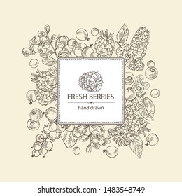 Background with berries: raspberry, mulberry, lingonberries and black currant. Vector hand drawn illustration.