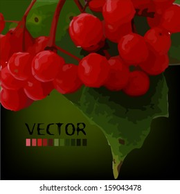 background with berries of Viburnum
