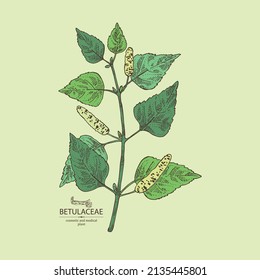 Background with birch: birch leaves, birch branch, betulaceae tree and betulaceae bark. Cosmetics and medical plant. Vector hand drawn illustration.