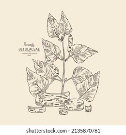 Background with birch: birch leaves, birch branch, betulaceae tree and betulaceae bark. Cosmetics and medical plant. Vector hand drawn illustration.