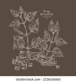 Background with birch: birch leaves, birch branch, betulaceae tree and betulaceae bark. Cosmetics and medical plant. Vector hand drawn illustration.