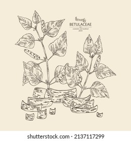 Background with birch: birch leaves, birch branch, betulaceae tree and betulaceae bark. Cosmetics and medical plant. Vector hand drawn illustration.