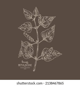 Background with birch: birch leaves, birch branch, betulaceae tree and betulaceae bark. Cosmetics and medical plant. Vector hand drawn illustration.